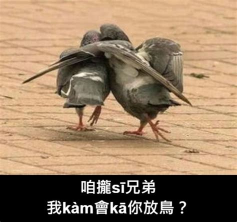 放鳥意思